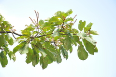 Hymenodictyon obovatum